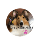 ラフコリーShikibu part2（個別スタンプ：14）