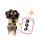 シュナウザー(リンク)（個別スタンプ：1）