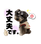 シュナウザー(リンク)（個別スタンプ：5）