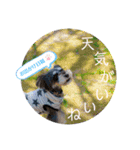 シュナウザー(リンク)（個別スタンプ：6）