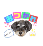 シュナウザー(リンク)（個別スタンプ：8）