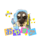 シュナウザー(リンク)（個別スタンプ：9）