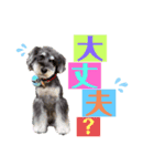 シュナウザー(リンク)（個別スタンプ：10）