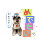 シュナウザー(リンク)（個別スタンプ：11）