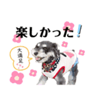 シュナウザー(リンク)（個別スタンプ：13）