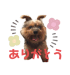 可愛いここあのスタンプ⁂（個別スタンプ：5）