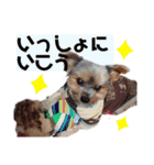 可愛いここあのスタンプ⁂（個別スタンプ：11）