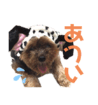 可愛いここあのスタンプ⁂（個別スタンプ：12）