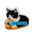 はちわれ日和＊なな2＊（個別スタンプ：1）
