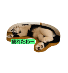 はちわれ日和＊なな2＊（個別スタンプ：2）