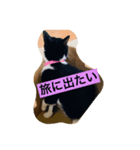 はちわれ日和＊なな2＊（個別スタンプ：3）