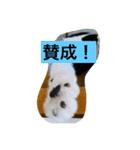 はちわれ日和＊なな2＊（個別スタンプ：5）