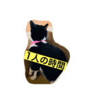 はちわれ日和＊なな2＊（個別スタンプ：6）