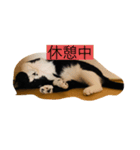 はちわれ日和＊なな2＊（個別スタンプ：7）