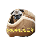 白パグななちゃん（個別スタンプ：5）