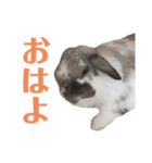 ビーさんスタンプ（個別スタンプ：4）