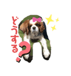 ほんわかでゅーくの日常（個別スタンプ：1）