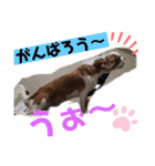 ほんわかでゅーくの日常（個別スタンプ：13）