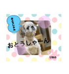 みことわんこ10（個別スタンプ：1）