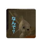 おさかなおさかなスタンプ（個別スタンプ：6）