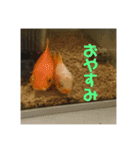 おさかなおさかなスタンプ（個別スタンプ：8）