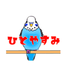 今日のインコ 2（個別スタンプ：3）