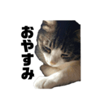 あゆたやの実写ねこスタンプ（個別スタンプ：2）