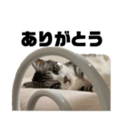 あゆたやの実写ねこスタンプ（個別スタンプ：3）