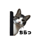 あゆたやの実写ねこスタンプ（個別スタンプ：7）