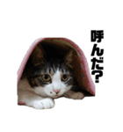 あゆたやの実写ねこスタンプ（個別スタンプ：19）