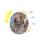 kapiichan家の動物（個別スタンプ：1）