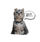 kapiichan家の動物（個別スタンプ：2）