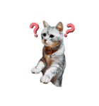 kapiichan家の動物（個別スタンプ：3）
