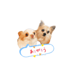 kapiichan家の動物（個別スタンプ：5）