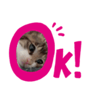 kapiichan家の動物（個別スタンプ：7）