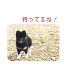 かわいい犬がいっぱい！！No.1（個別スタンプ：36）