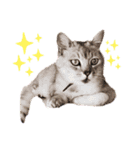 猫好き、カラフルすたんぷ。（個別スタンプ：11）