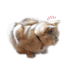 猫好き、カラフルすたんぷ。（個別スタンプ：12）