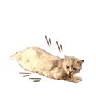 猫好き、カラフルすたんぷ。（個別スタンプ：13）
