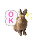 うさぎのモカちゃんスタンプpart7（個別スタンプ：1）