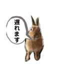 うさぎのモカちゃんスタンプpart7（個別スタンプ：3）