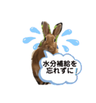 うさぎのモカちゃんスタンプpart7（個別スタンプ：4）