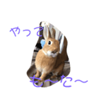 うさぎのモカちゃんスタンプpart7（個別スタンプ：7）
