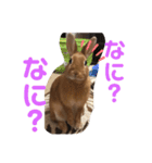 うさぎのモカちゃんスタンプpart7（個別スタンプ：12）