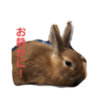 うさぎのモカちゃんスタンプpart7（個別スタンプ：13）