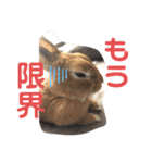 うさぎのモカちゃんスタンプpart7（個別スタンプ：15）