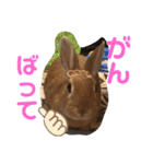 うさぎのモカちゃんスタンプpart7（個別スタンプ：16）