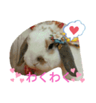 うさりおスタンプ3（個別スタンプ：1）