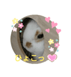 うさりおスタンプ3（個別スタンプ：3）