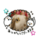 うさりおスタンプ3（個別スタンプ：20）